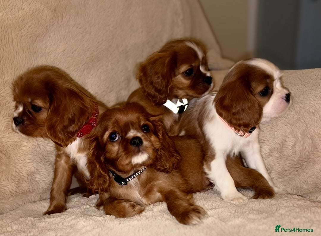 Cavalier King Charles Spaniel dogs for sale: King Charles Cavalier Puppies  - Image 14
