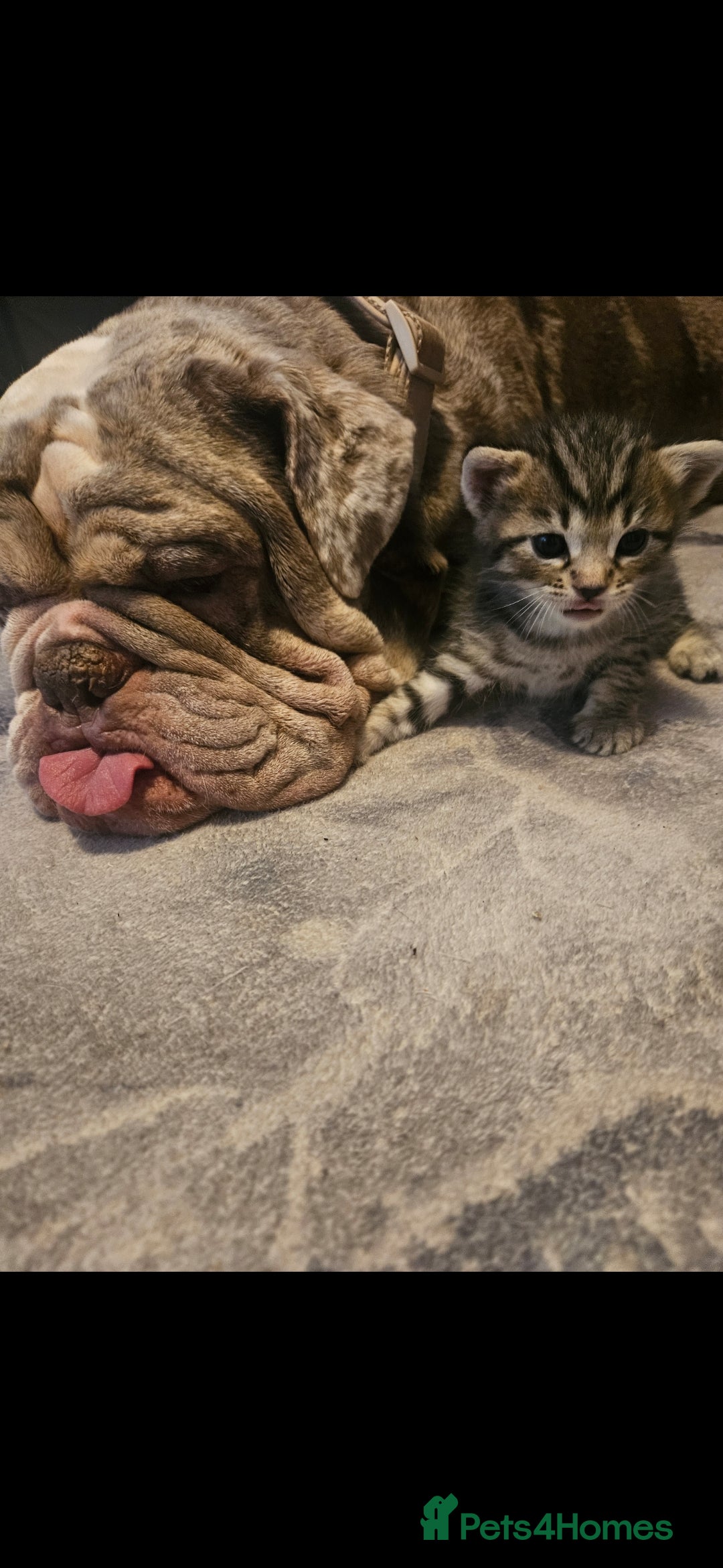 Mixed Breed cats for sale: Bengal cross kittens. 4 left!!! - Image 22