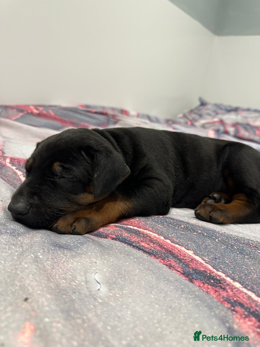 Mixed Breed dogs for sale: Pure breed Chinese red dog puppies/Laizhou Hong - Image 17
