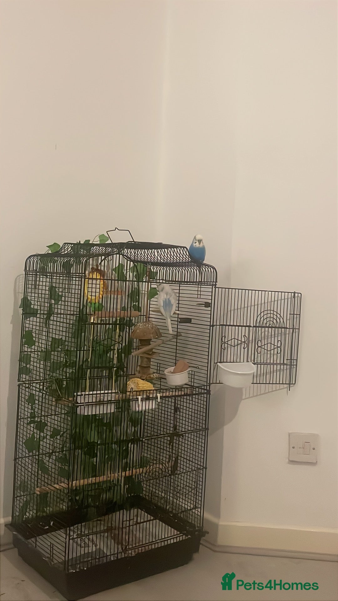 Budgerigars birds Large Budgie cage - Advert 4