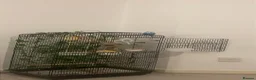Budgerigars birds for sale: Large Budgie cage in Manchester - Advert 1
