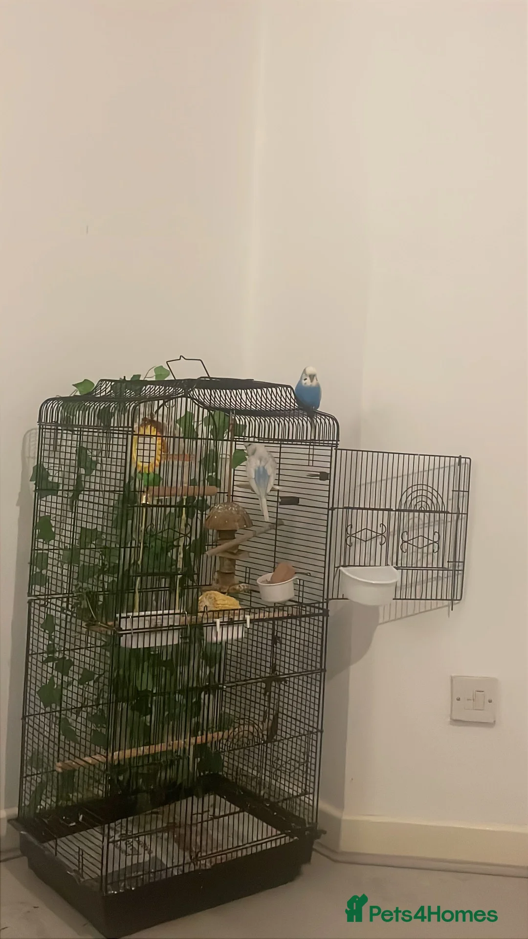Budgerigars birds for sale: Large Budgie cage in Manchester - Advert 1