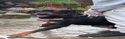 Rottweiler dogs for sale: Dog looking for forever home  in Brighton - Advert 2
