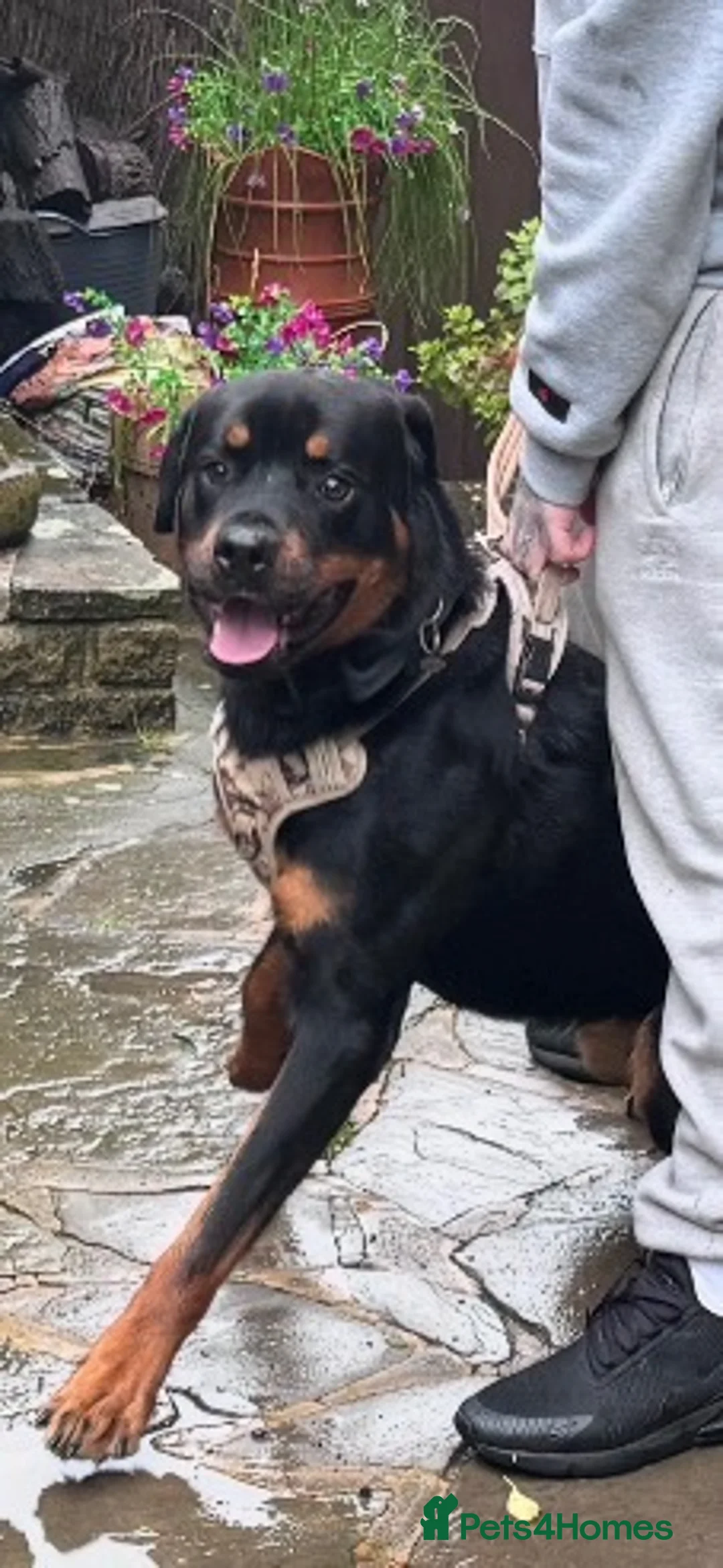 Rottweiler dogs for sale: Dog looking for forever home  in Brighton - Advert 2