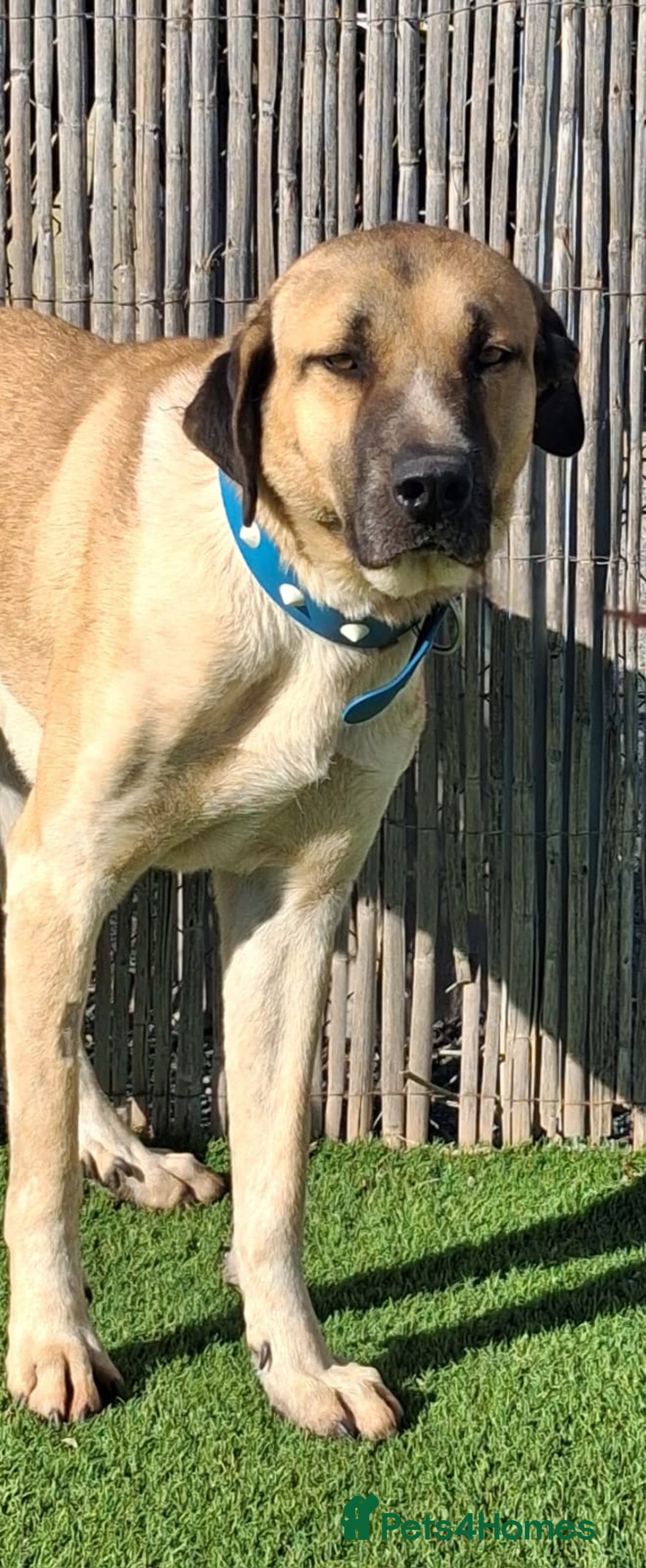 Mixed Breed dogs for adoption: URGENT‼️Can you please give me, MAX, a home too? - Advert 3