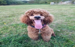 Labradoodle dogs for stud: Stunning proven Red KC Miniature Poodle in Cannock - Image 13