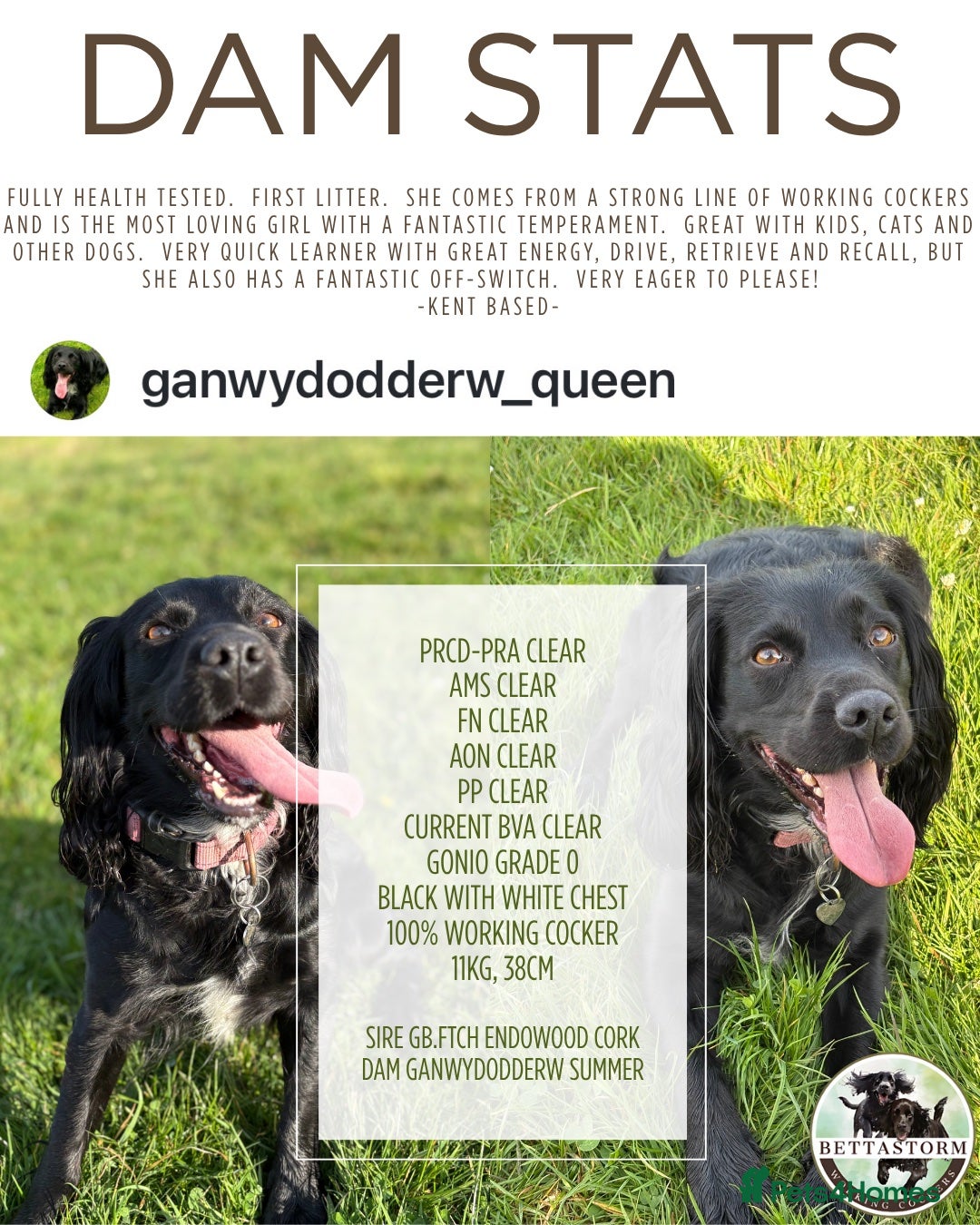 Cocker Spaniel dogs for sale: Working Cocker Spaniel Bitch available now - Image 7
