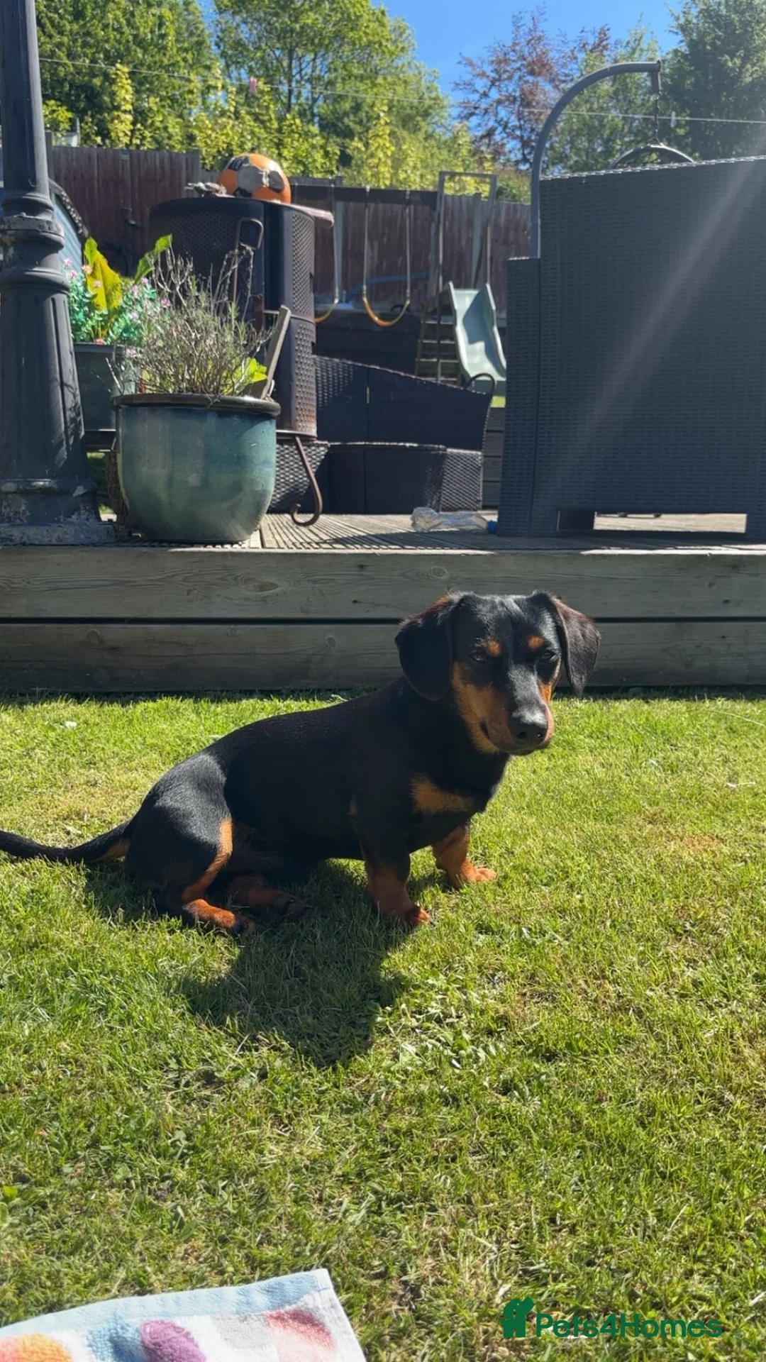 Mixed Breed dogs for stud: Stunning little dachshund cross terrier  - Advert 2