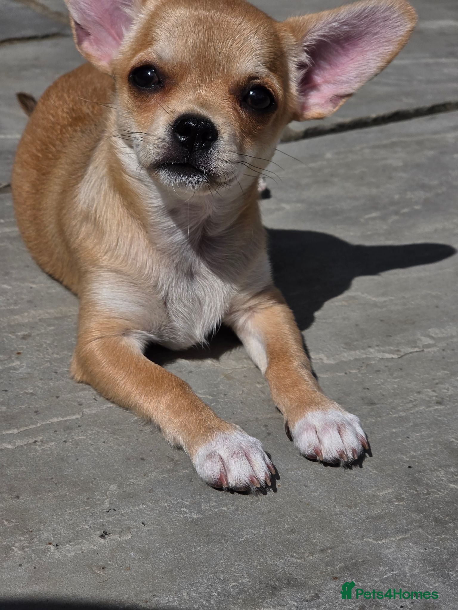 Chihuahua dogs 🐾Chihuahua Girls ready for forever loving homes - Advert 2