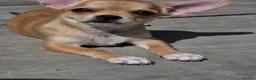 Chihuahua dogs for sale: 🐾Chihuahua Girl ready for forever loving homes - Advert 19