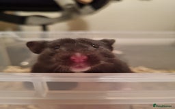 Hamster rodents for sale: Syrian hamsters  - Image 1