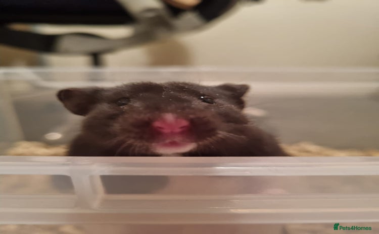 Hamster rodents - Advert 5