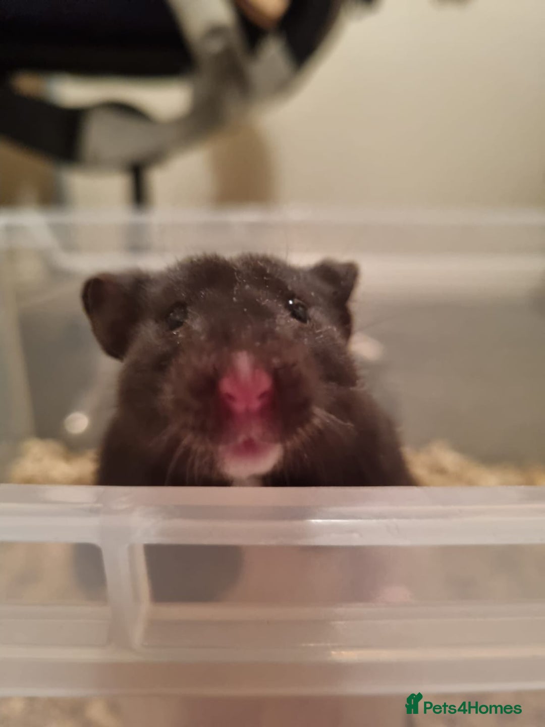 Hamster rodents for sale: Syrian hamsters  - Image 1