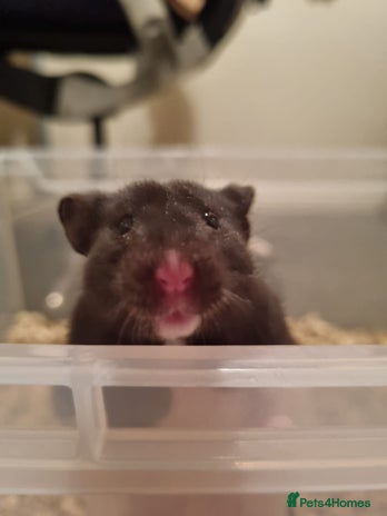 Hamster rodents - Advert 1