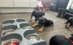 Border Terrier dogs for sale: Border Terrier Pups -Beautiful Pedigree  - Image 33