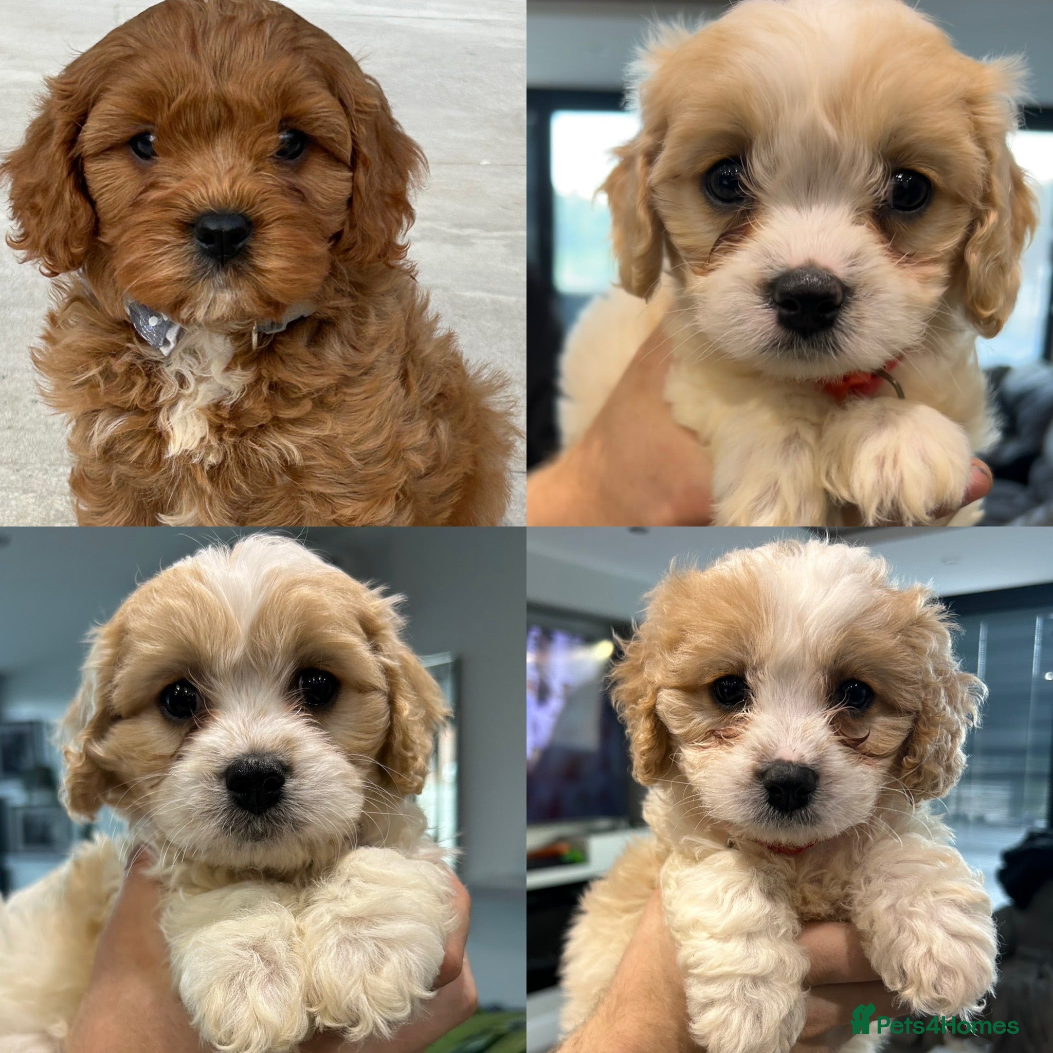 Cavapoo dogs F1 Cavapoo’s ready for new homes-1 boy & 3 girls - Advert 1