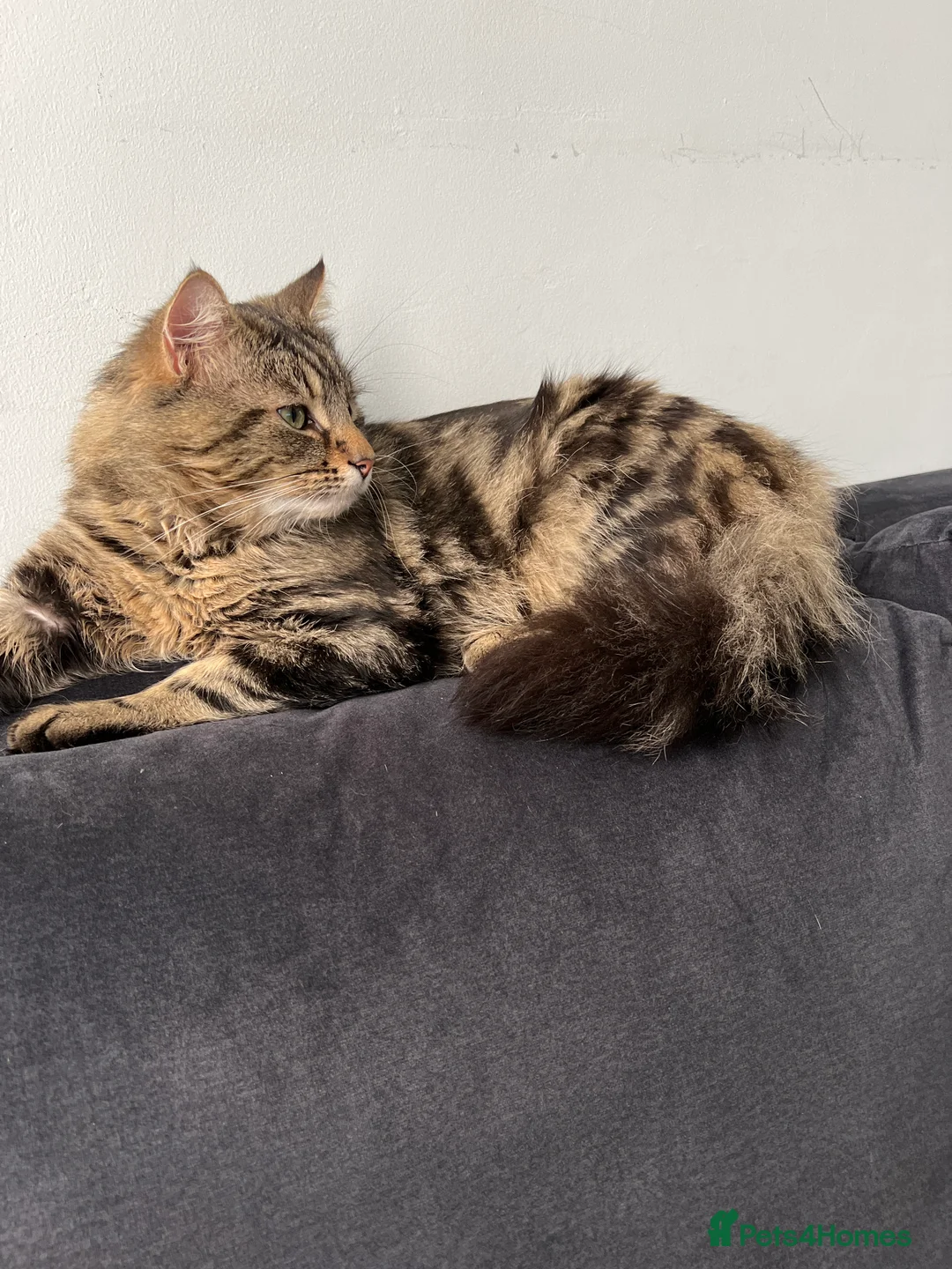Mixed Breed cats for stud: Maine Coon Mix Male Available for Stud  in Newcastle upon Tyne - Advert 3
