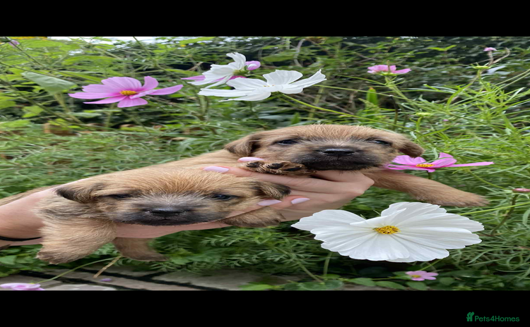 Norfolk Terrier dogs - Advert 1
