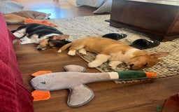 Welsh Corgi Pembroke dogs for sale: KC registered Champion line Corgi puppies - Image 7