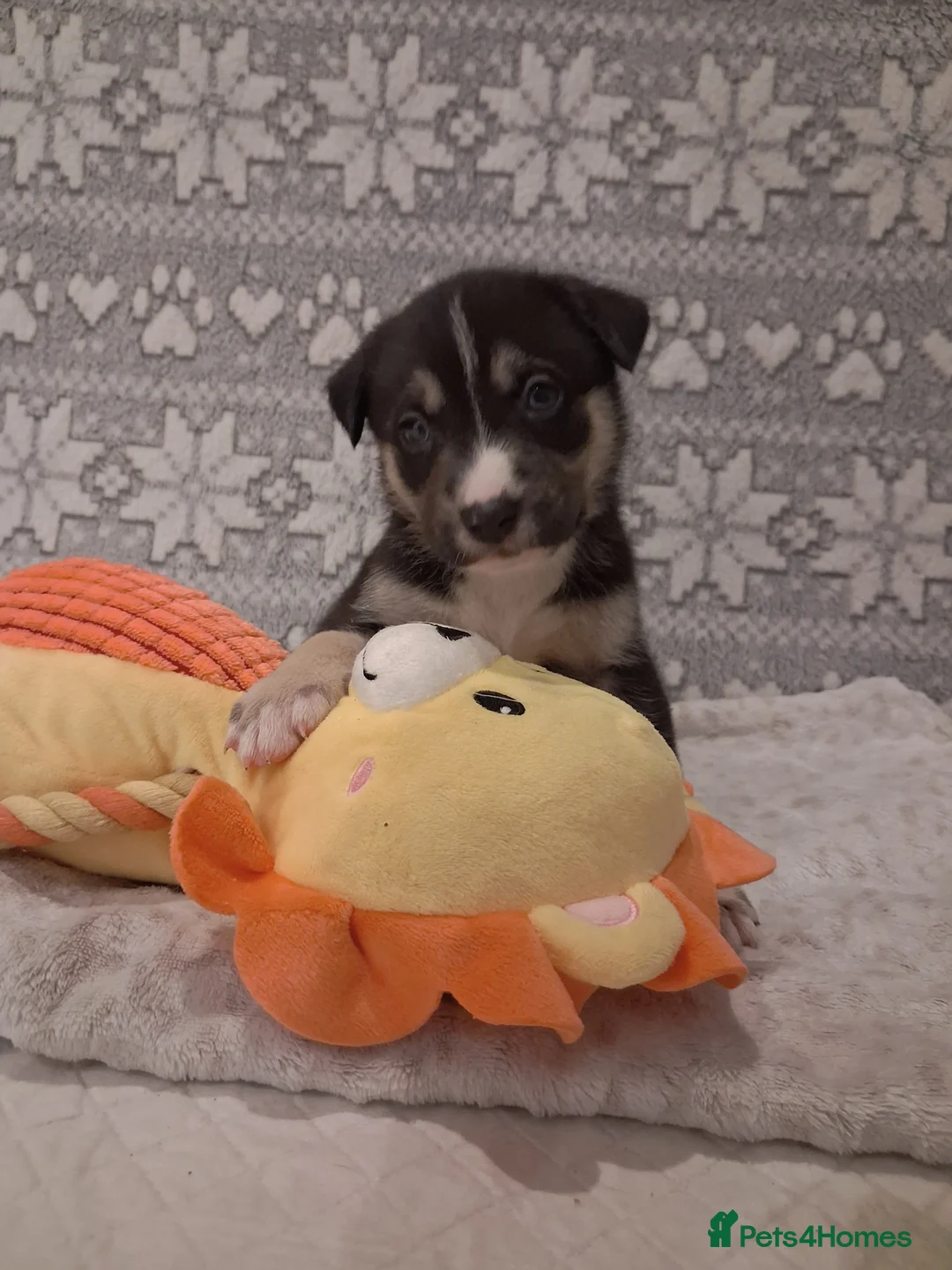 Mixed Breed dogs for sale: Agouti Husky Cross puppies  - Advert 38