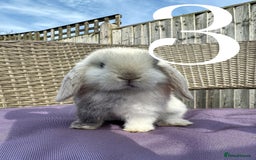 Mini Lop rabbits for sale: 5 Mini Lop baby rabbits ready 17th SEPT - Image 8