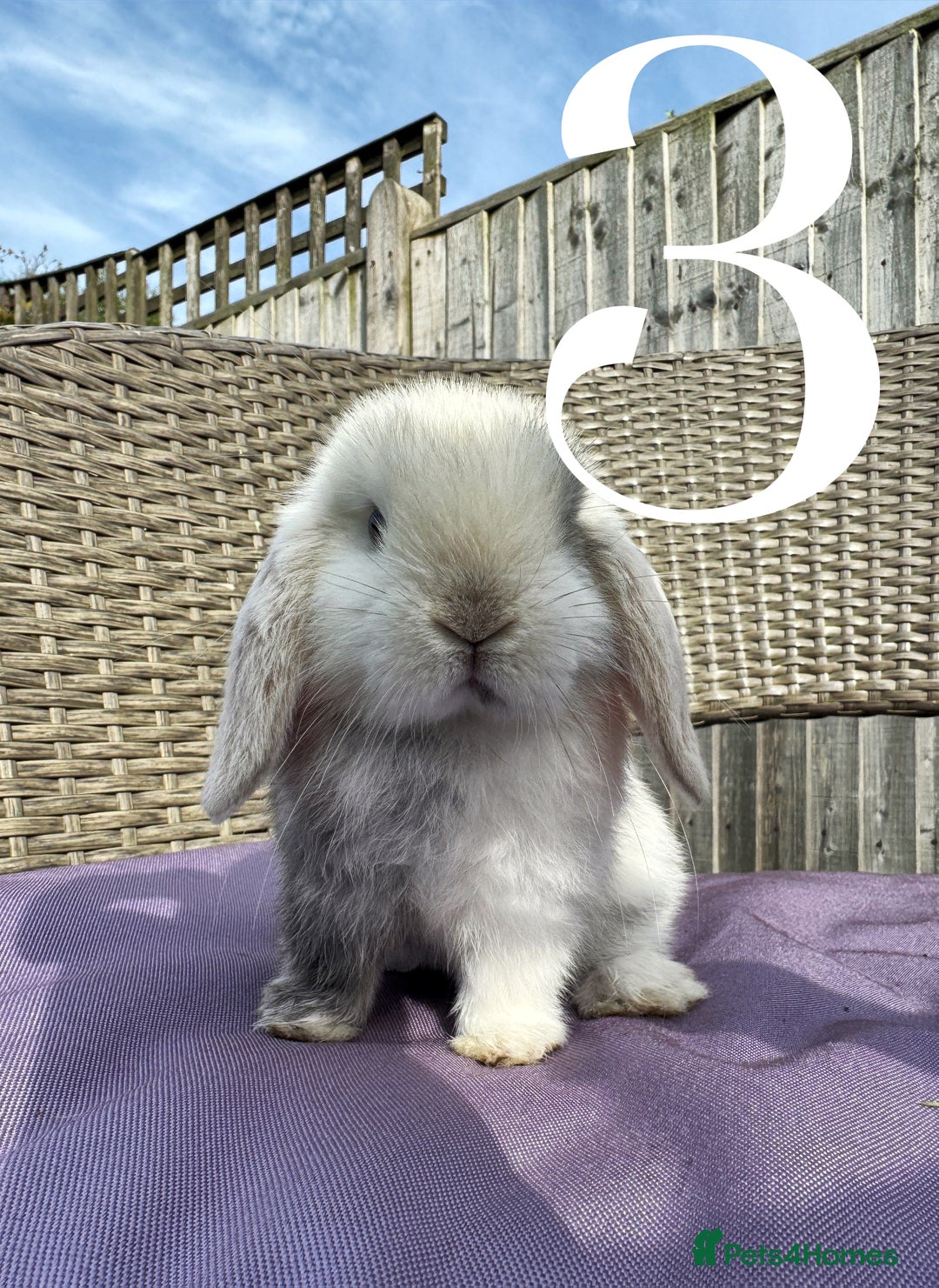 Mini Lop rabbits for sale: 5 Mini Lop baby rabbits ready 17th SEPT - Image 8