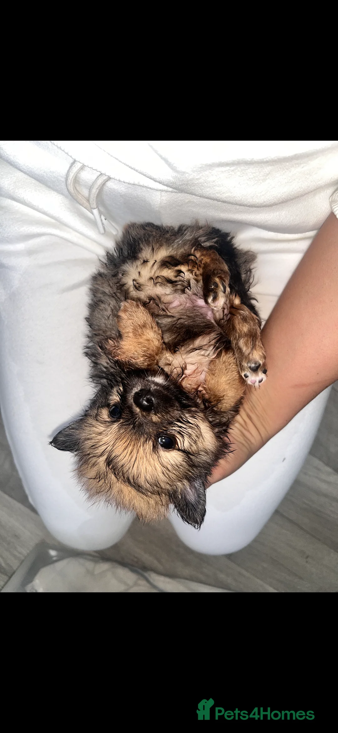 Pomeranian dogs for sale: Pomeranian - Advert 4