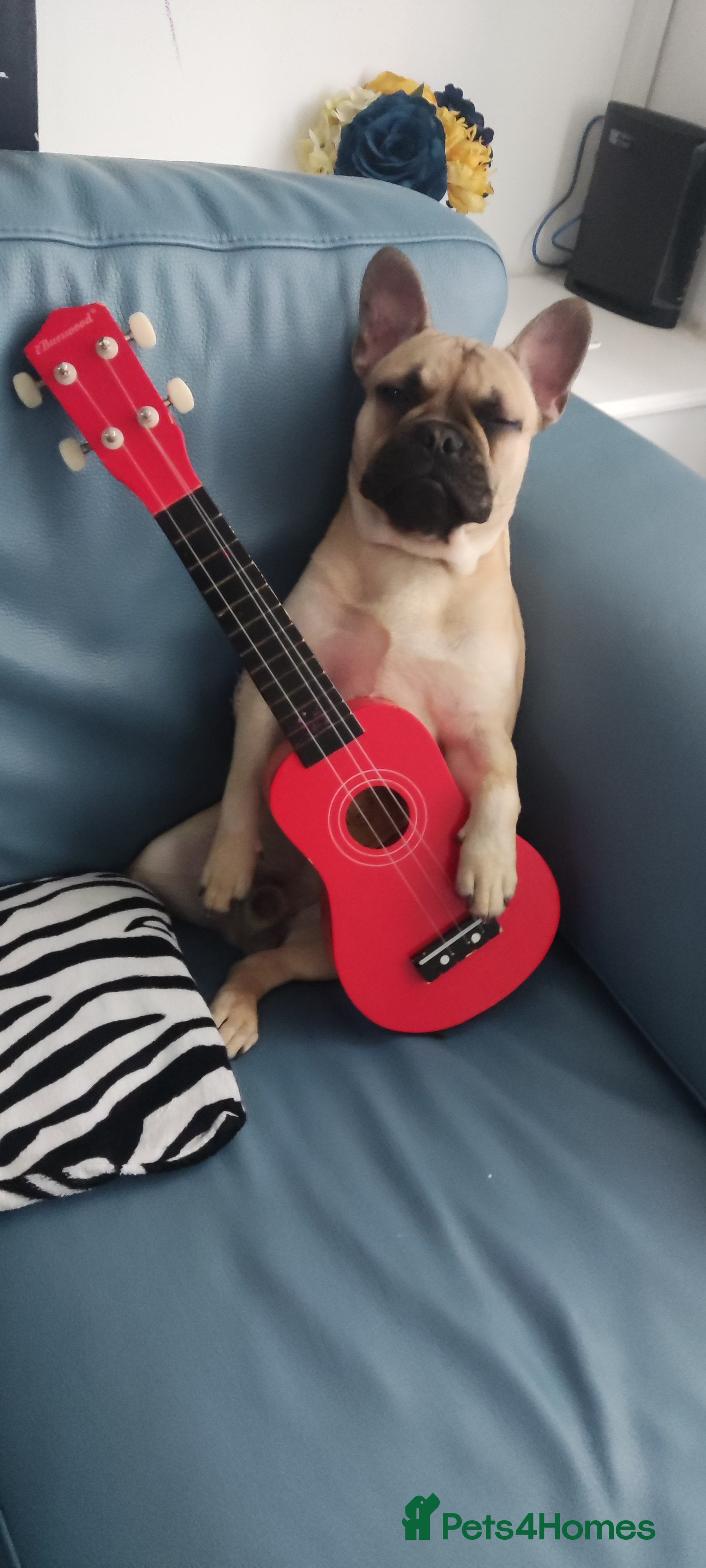 French Bulldog dogs Liverpool  - Advert 1