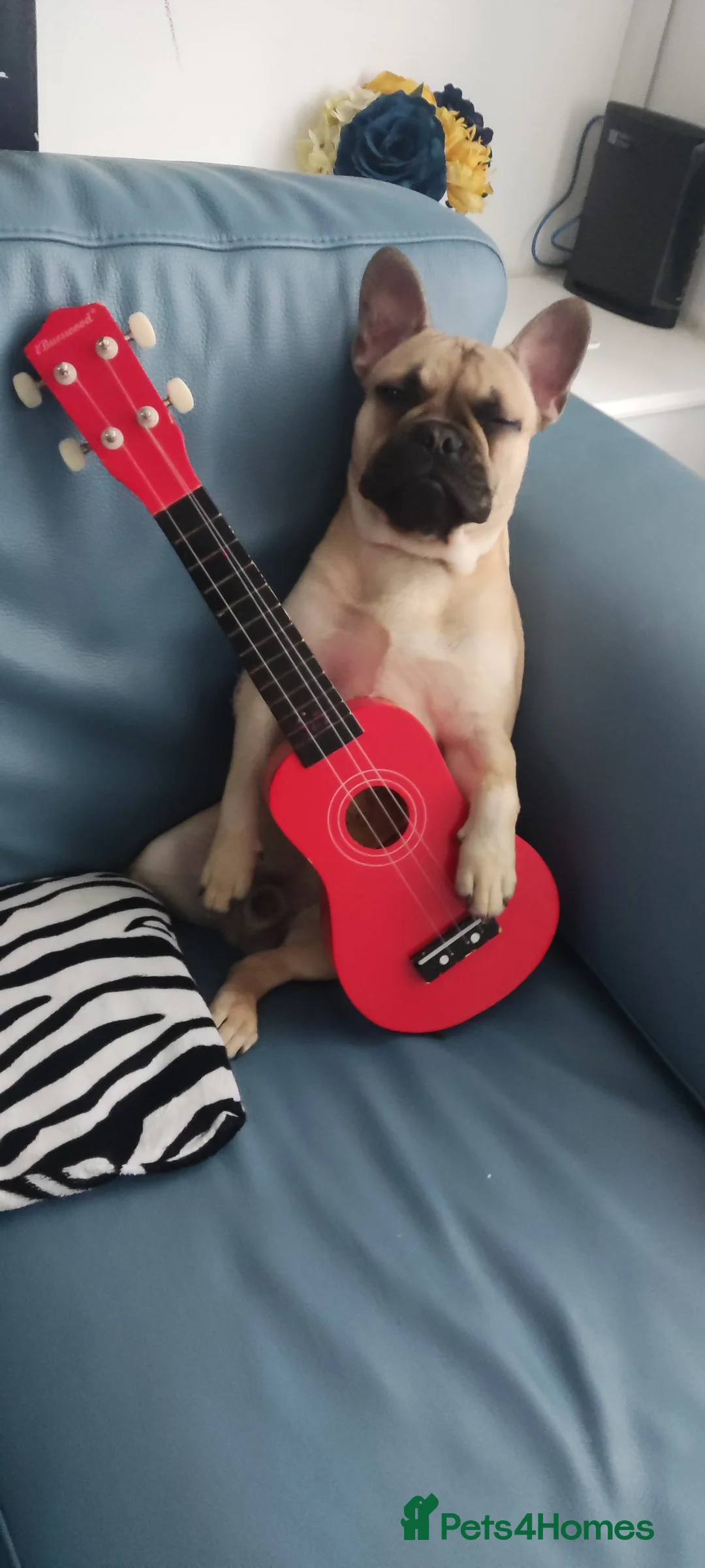 French Bulldog dogs for sale: Liverpool  - Advert 1