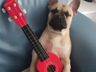 French Bulldog dogs Liverpool - Advert 1