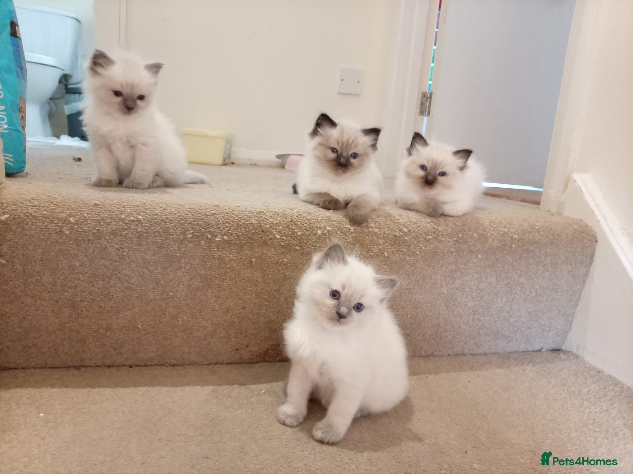 Ragdoll cats Ragdoll kittens (delivery available) - Advert 1