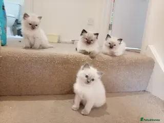 Ragdoll cats Ragdoll kittens (delivery available) - Advert 1