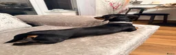 Dachshund dogs for sale: Dachshund 1 year 10 months Male  in Witham - Advert 7