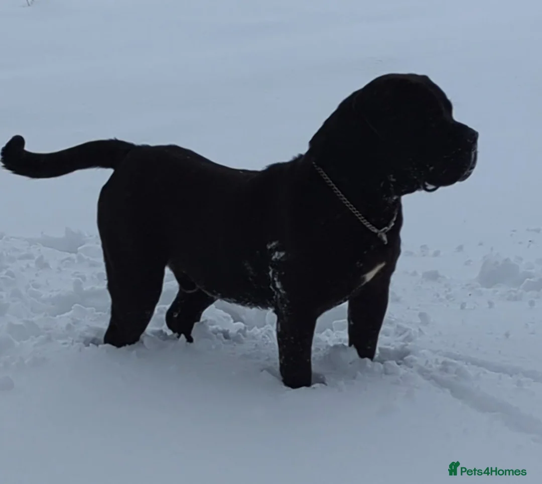 Mastiff dogs for stud: Black Boerboel for Stud in Batley - Advert 10