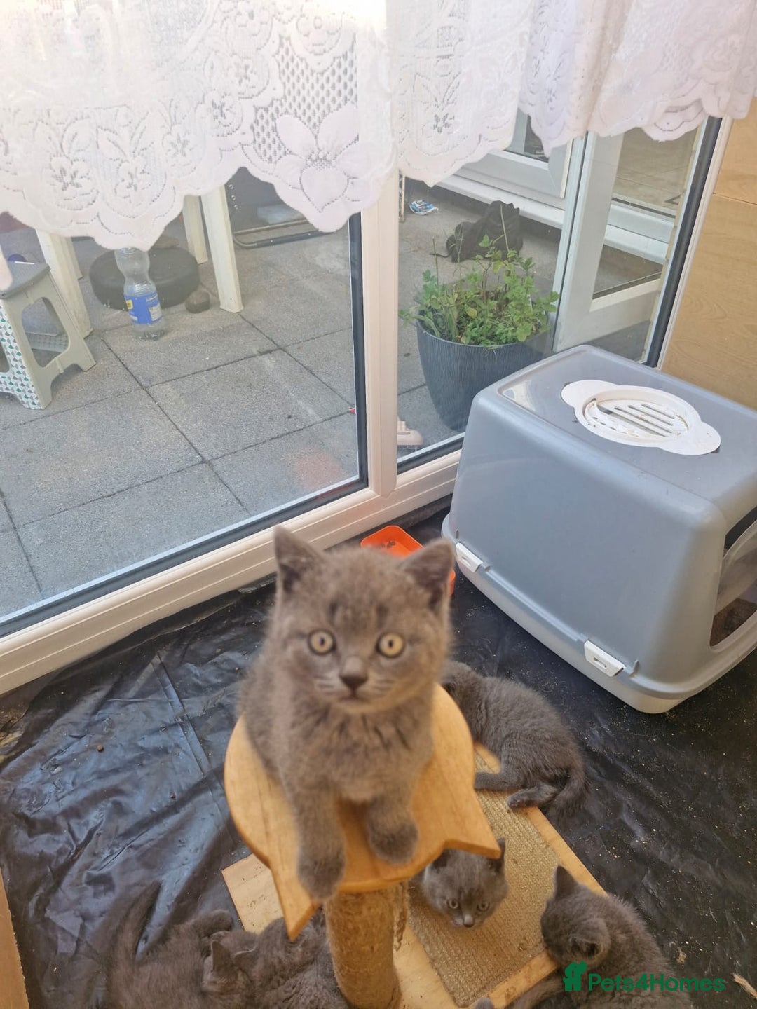 British Shorthair cats for sale: 5 British Shorthair kittens for sale - Image 14