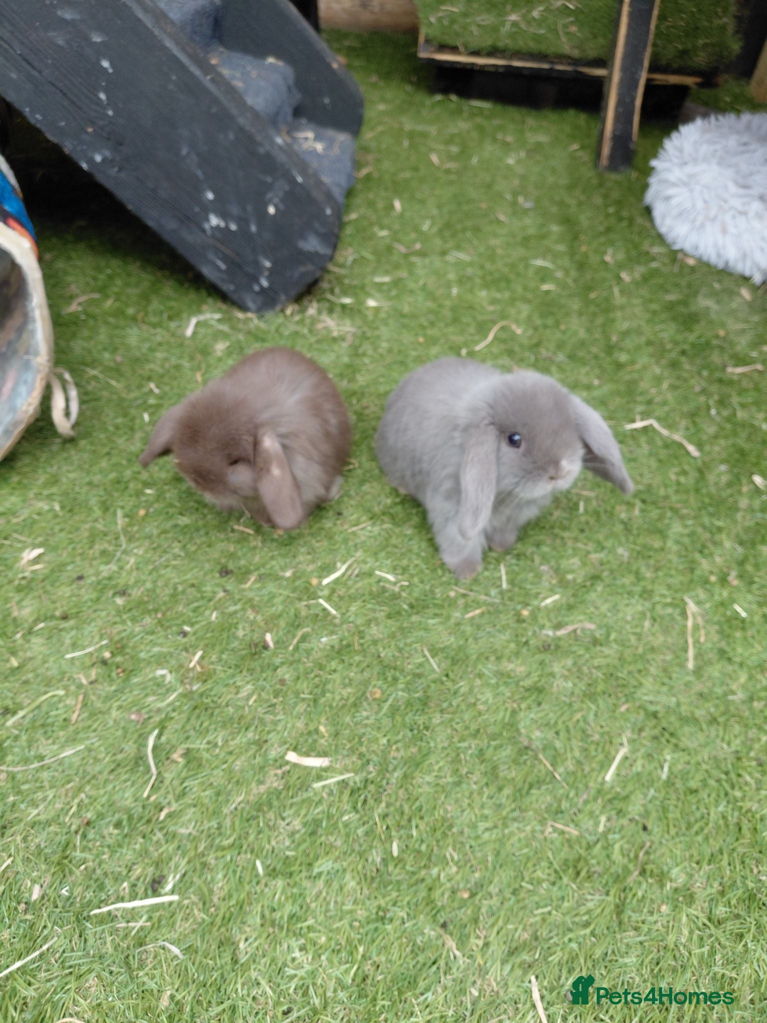 Mini Lop rabbits Vaccinated xx tiny mini lops  - Advert 18