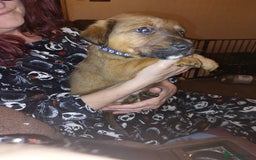 Mixed Breed dogs for sale: Gorgeous puppies  - Advert 6