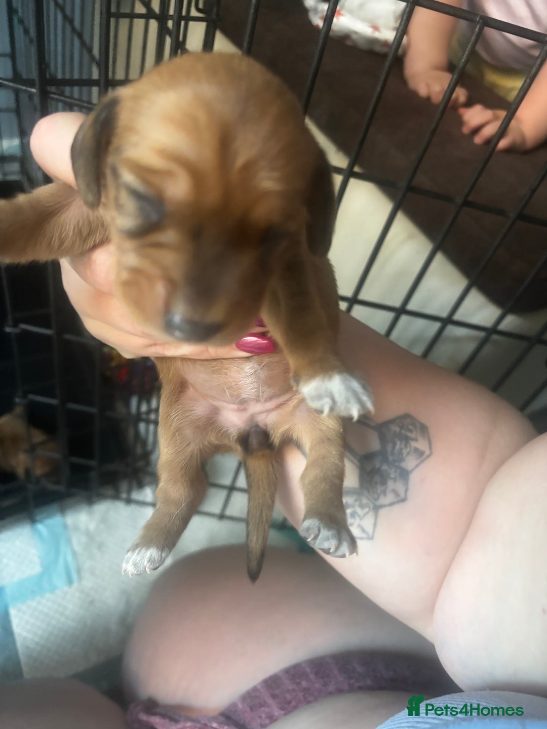 Mixed Breed dogs for sale: Cocker spaniel x bagal x miniature dashound - Advert 17
