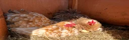 Chickens poultry for sale: Pekin bantam chicks - Advert 7