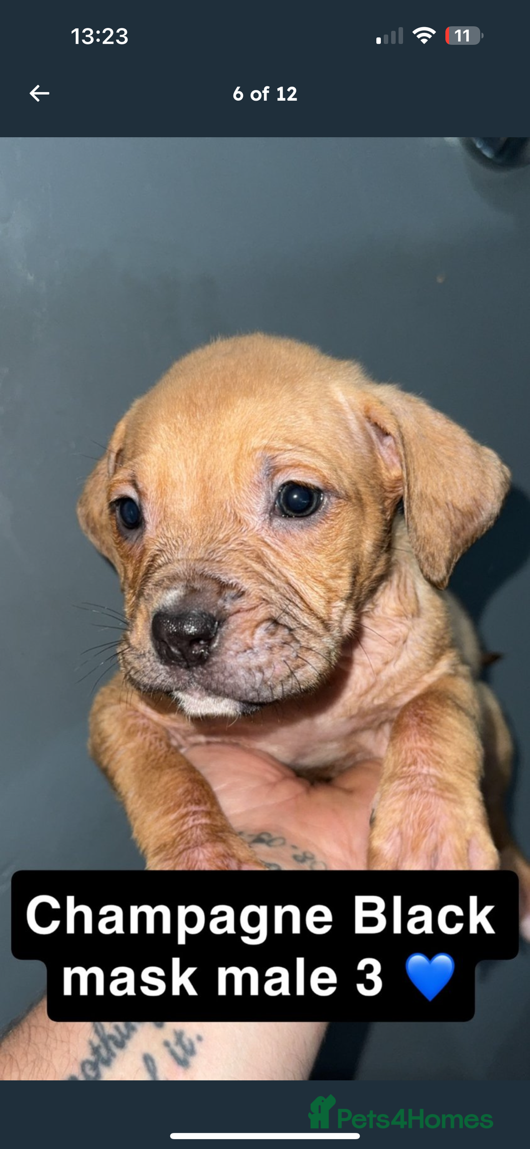 Mixed Breed dogs for sale: Alpha blue bulldog x mastiff - Image 6