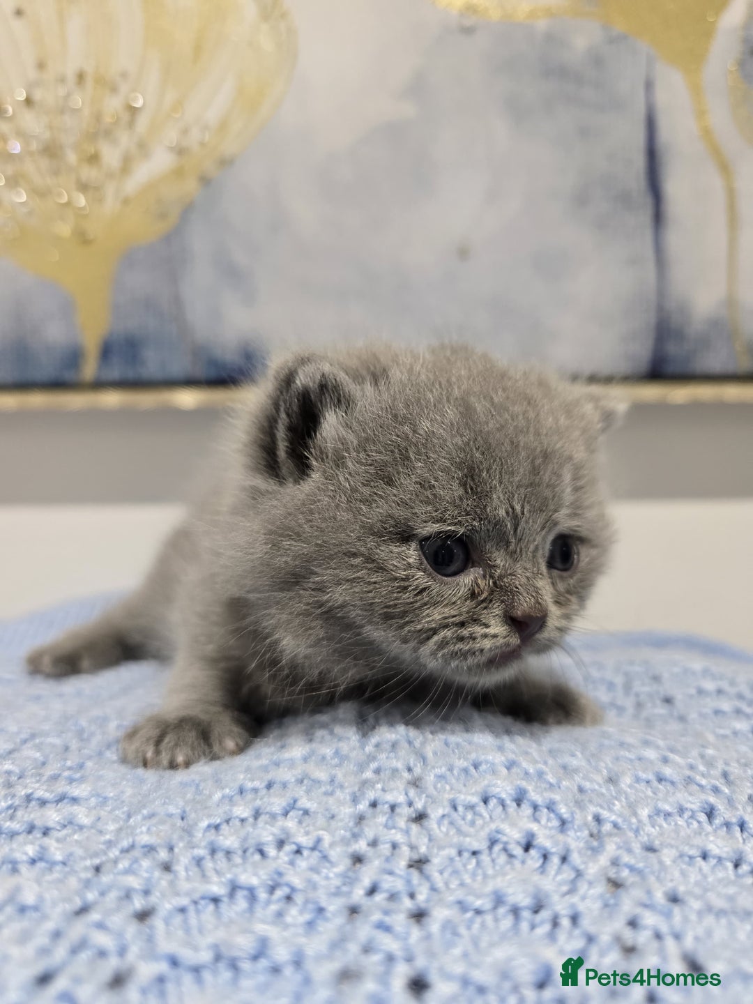 British Shorthair cats for sale: Champion Pedigree British Shorthair Kittens - Advert 4