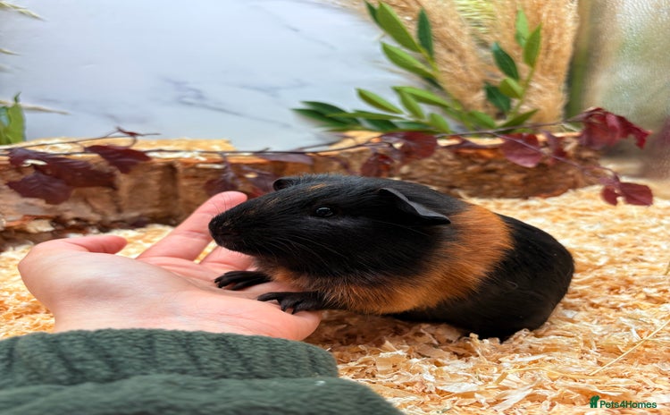 Guinea Pig rodents - Advert 4