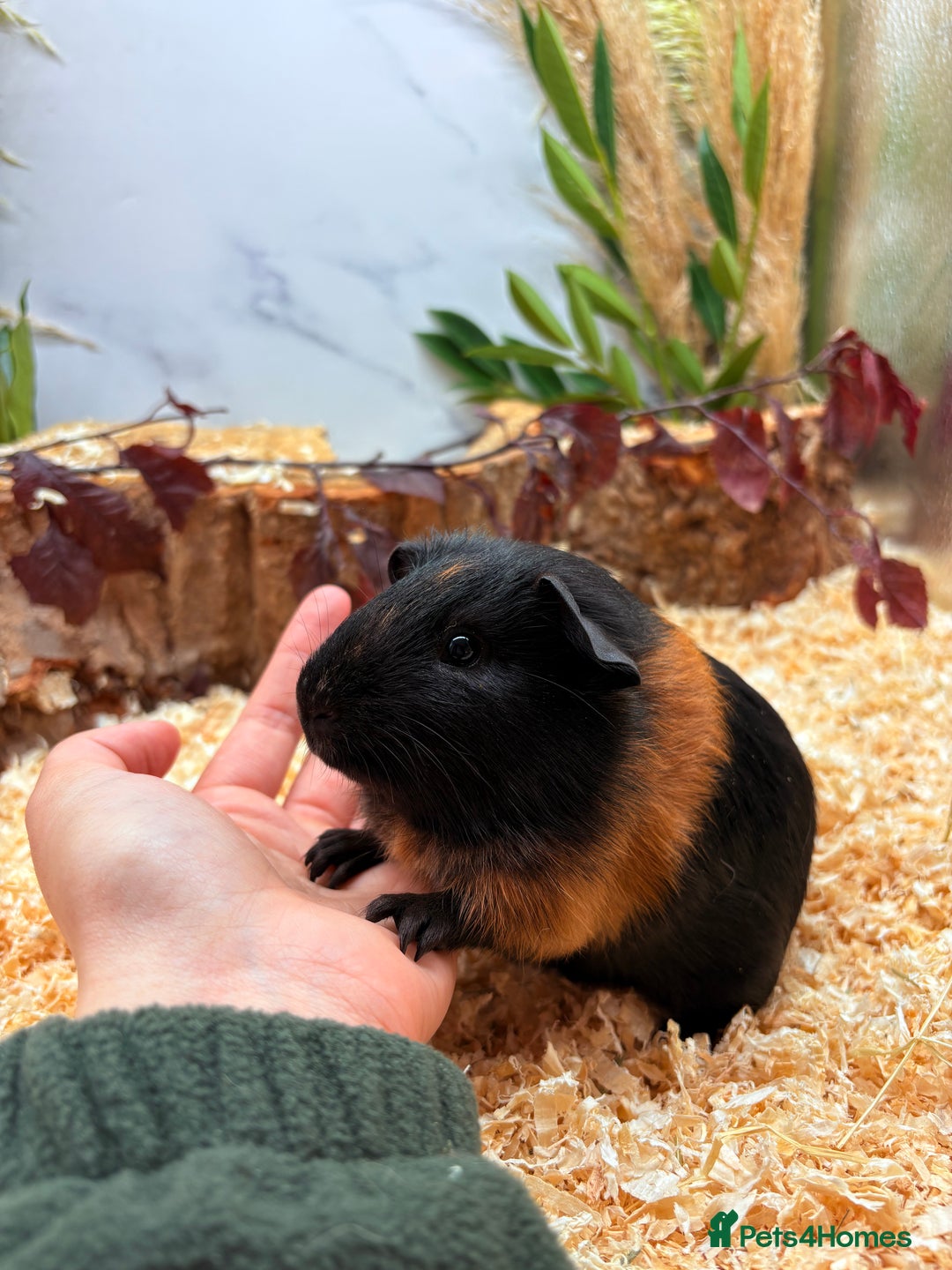 Guinea Pig rodents for sale: 🏡🐹 Multiple Baby Female Guinea Pigs 🐹🏡 - Image 1