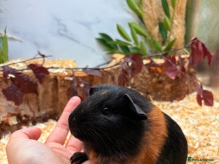 Guinea Pig rodents - Advert 17