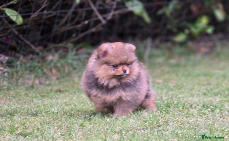 Pomeranian dogs - Advert 1
