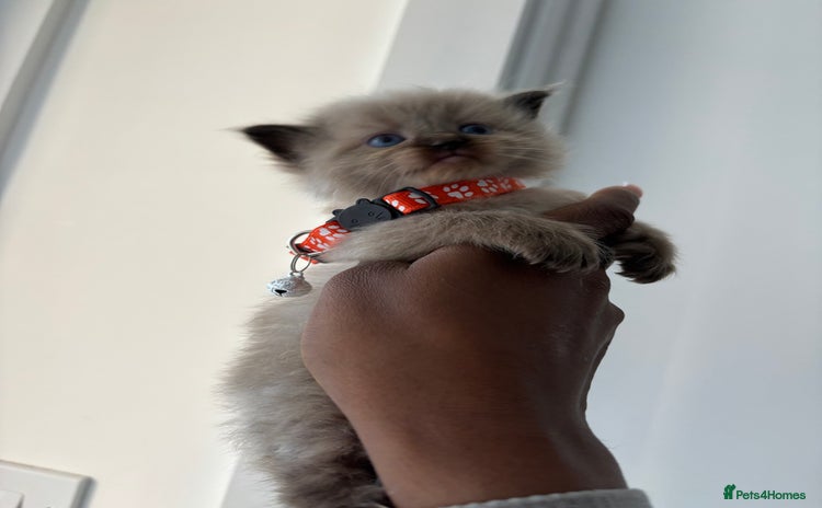 Ragdoll cats - Advert 1