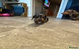 Miniature Dachshund dogs for sale: Miniature dachshund  - Image 1