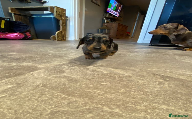 Miniature Dachshund dogs - Advert 7
