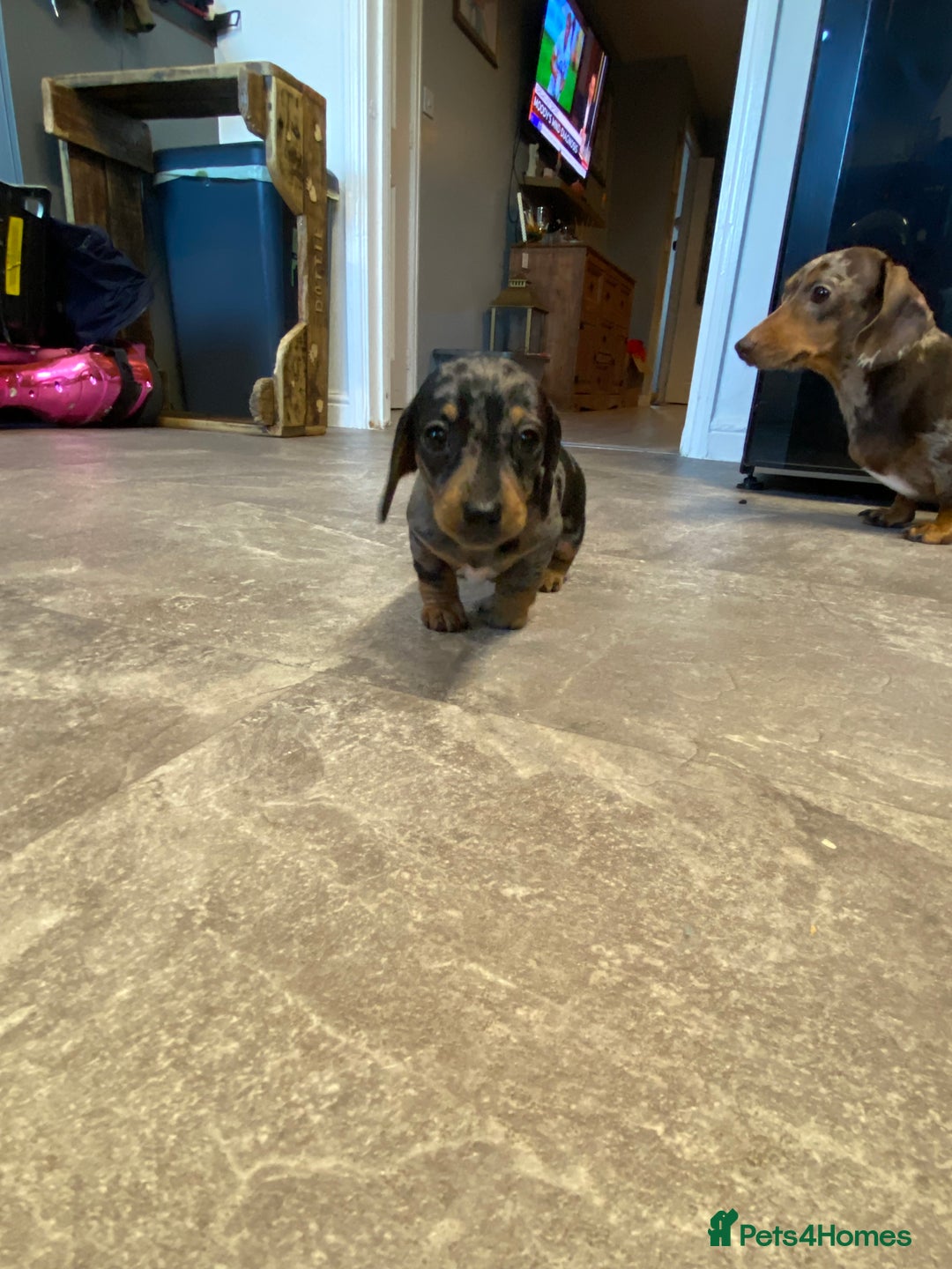 Miniature Dachshund dogs for sale: Miniature dachshund  - Image 1