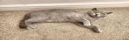 British Shorthair cats for sale: Silver Champion Line British Shorthair - Advert 18